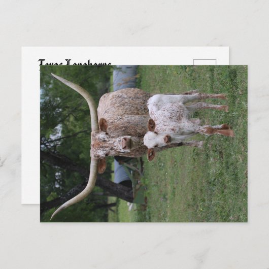 テキサス州の長角牛 ポストカード (正面/裏面)