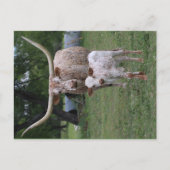 テキサス州の長角牛 ポストカード (正面)