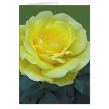 テキサス州の黄色バラ、か。