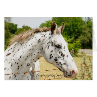 テキサス州のAppaloosa