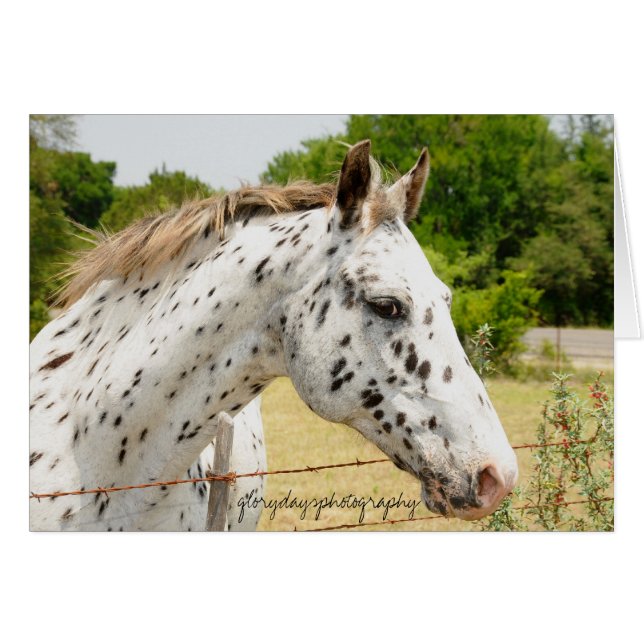 テキサス州のAppaloosa (正面横)