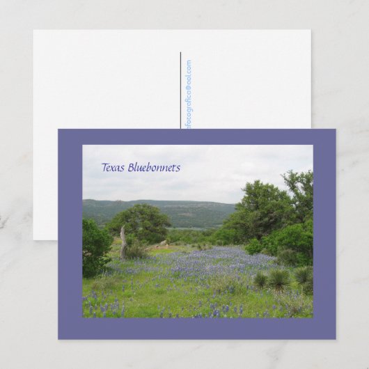 テキサス州のBluebonnets ポストカード (正面/裏面)