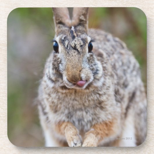 テキサス州のcottontailウサギ コースター (正面)