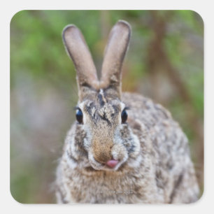 テキサス州のcottontailウサギ スクエアシール
