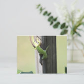 テキサス州カメリオンズ ポストカード (スタンド正面)