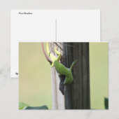 テキサス州カメリオンズ ポストカード (正面/裏面)