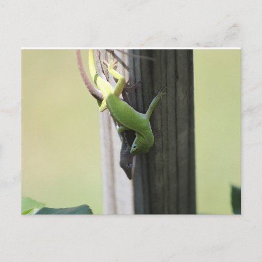 テキサス州カメリオンズ ポストカード (正面)