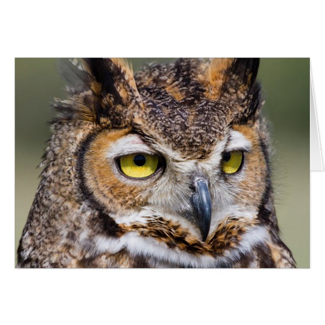 テキサス州ケンダール郡。アメリカワシミミズク (正面横)