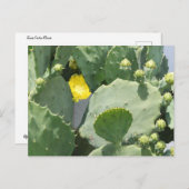 テキサス州サボテン花 ポストカード (正面/裏面)