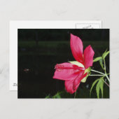 テキサス州スターハイビスカスはがき ポストカード (正面/裏面)