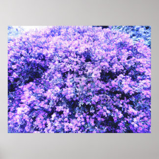 テキサス州セージ ポスター