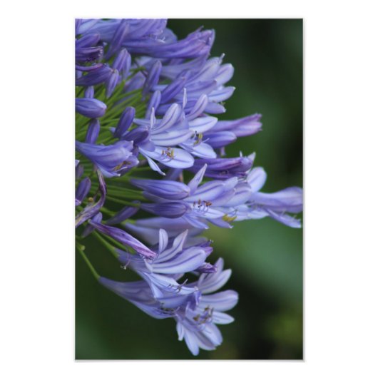 テキサス州デライト フォトプリント            (正面)