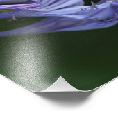 テキサス州デライト フォトプリント            (角)