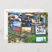 テキサス州デールで販売される豚 ポストカード (正面/裏面)