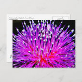 テキサス州ヒルカントリーの裏道のシスル ポストカード (正面/裏面)