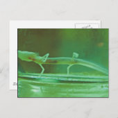 テキサス州ブラインドサラマンダー ポストカード (正面/裏面)