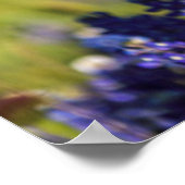 テキサス州ブルーボネのまわりにツアカントリーフェンス ポスター (角)