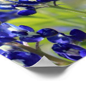 テキサス州ブルーボネットのポスター ポスター (角)