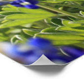 テキサス州ブルーボネットのポスター ポスター (角)