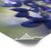 テキサス州ブルーボネット写真集シリーズ#7 ポスター (角)