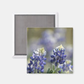 テキサス州ブルーボネット写真集シリーズ#7 マグネット (正面/裏面)