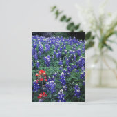 テキサス州ブルーボンネットとインディアンペイントブラシ ポストカード (スタンド正面)