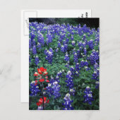 テキサス州ブルーボンネットとインディアンペイントブラシ ポストカード (正面/裏面)