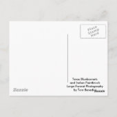 テキサス州ブルーボンネットとインディアンペイントブラシ ポストカード (裏面)