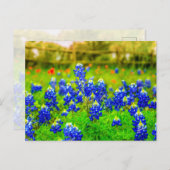 テキサス州ブルーボンネットインディアンペイントブラシフローラ ポストカード (正面/裏面)