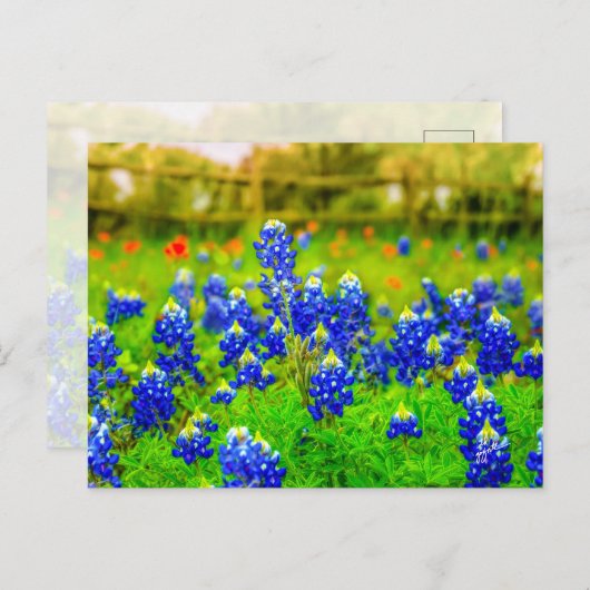 テキサス州ブルーボンネットインディアンペイントブラシフローラ ポストカード (正面/裏面)