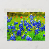 テキサス州ブルーボンネットインディアンペイントブラシ ポストカード (正面/裏面)