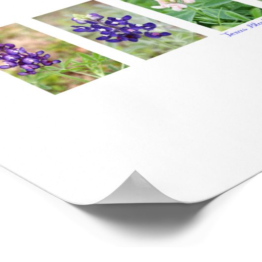 テキサス州ブルーボンネットコラージュ ポスター (角)