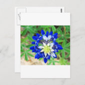 テキサス州ブルーボンネットトップビュー ポストカード (正面/裏面)