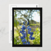 テキサス州ブルーボンネットポストカード ポストカード (正面/裏面)