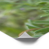 テキサス州ブルーボンネットワイルドフラワーフォトポスター ポスター (角)