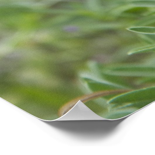 テキサス州ブルーボンネットワイルドフラワーフォトポスター ポスター (角)