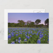 テキサス州ブルーボンネット開花ポストカード ポストカード (正面/裏面)