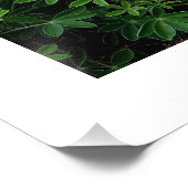 テキサス州ブルーボンネット フォトプリント            (角)