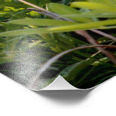 テキサス州ブルーボンネット フォトプリント            (角)