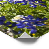 テキサス州ブルーボンネット(ルピナス・テクシス)とオーク ポスター (角)