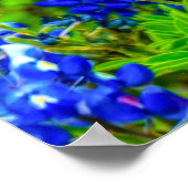 テキサス州ブルーワ素朴イルフラワーのブルーボンネット ポスター (角)