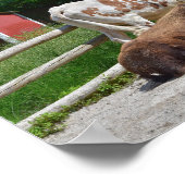 テキサス州ロングホーンとアメリカンバイソン ポスター (角)