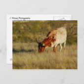 テキサス州ロングホーン牛 ポストカード (正面/裏面)