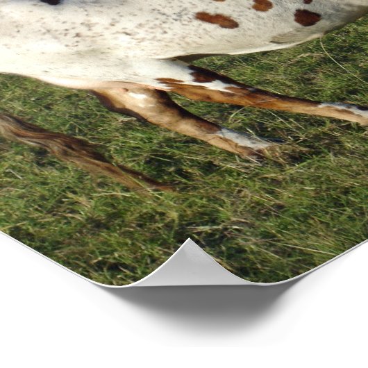 テキサス州ロングホーン ポスター (角)