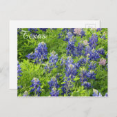 テキサス州ワイルドフラワーポストカード – テキサス州ブルーボネット ポストカード (正面/裏面)