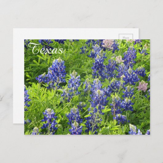 テキサス州ワイルドフラワーポストカード – テキサス州ブルーボネット ポストカード (正面/裏面)