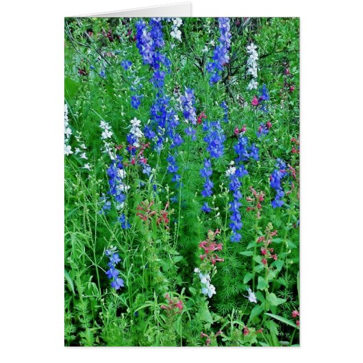 テキサス州ワイルドフラワー (正面)