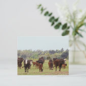 テキサス州牛 ポストカード (スタンド正面)