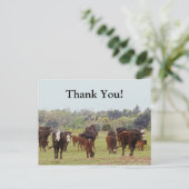 テキサス州牛 ポストカード (スタンド正面)