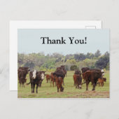 テキサス州牛 ポストカード (正面/裏面)